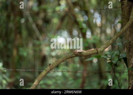 Eine Malabar-Grubenviper ruht auf einem schlanken Baumzweig in Amboli und verschmilzt mit dem üppigen Wald. Die Waage zeigt eine natürliche Tarnung und fängt den Beau ein Stockfoto