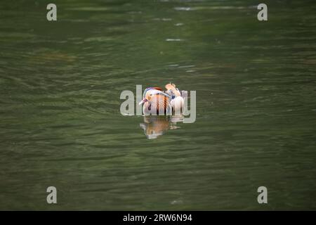 Mandarin Duck (Aix galericulata) wurde im Phoenix Park in Dublin gesichtet Stockfoto