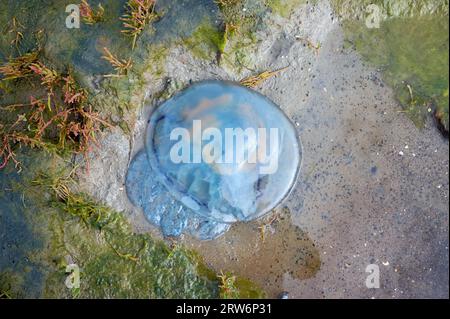 Schlammfläche mit Cornflower Qualle (Cyanea lamarckii) am Strand im Waddensee-Nationalpark, Nordsee, Deutschland Stockfoto