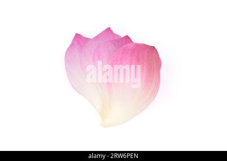 Rosa Blatt Lotusblüten Blüten auf weißem Hintergrund. Stockfoto