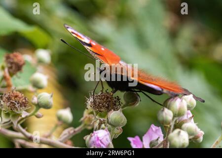 Detail eines PfauenSchmetterlings (Aglais io), der am Ende des Sommers von einer getrockneten Bramble-Blume gefüttert wird Stockfoto