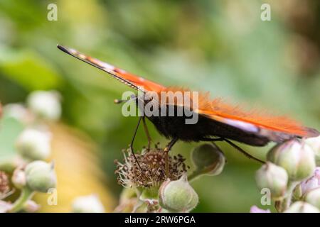 Makrodetail eines PfauenSchmetterlings (Aglais io), der sich am Ende des Sommers von einer getrockneten Bramble-Blume ernährt Stockfoto