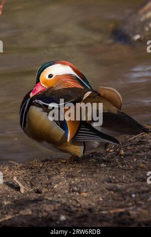 Mandarin Duck (Aix galericulata) wurde in freier Wildbahn gesichtet Stockfoto