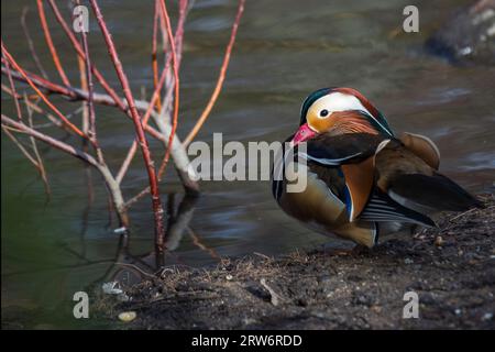 Mandarin Duck (Aix galericulata) wurde in freier Wildbahn gesichtet Stockfoto