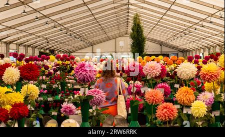 Harrogate, Großbritannien. September 2023. Besucher der Show genießen den letzten Tag der Herbstblumenshow Harrogate in Newby Hall, Ripon. Bildquelle: ernesto rogata/Alamy Live News Stockfoto