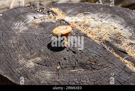 Ein leuchtend orangefarbener Pilz mit einer weiß gepunkteten Kappe hebt sich vor einem dunklen hölzernen Hintergrund ab. Stockfoto