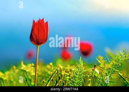 Scharlachrote Tulpe am Ufer des Salzsees Elton in der Region Wolgograd in Russland im frühen Frühjahr. Stockfoto