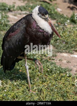 Der asiatische Wollstorch oder der asiatische Wolljagd (Ciconia episcopus) Stockfoto