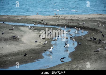 Verschiedene Arten von Vögeln und Seevögeln - Kaspische Möwen, Gelbbeinmöwen, Tauben und Krähen, sitzen in der Nähe eines Wassergrabens an einem Strand am Meer. Hori Stockfoto