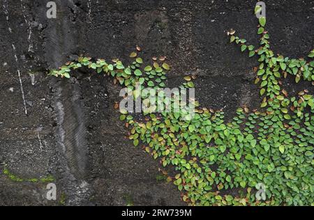 Eine kriechende Feigenrebe (Ficus pumila), die auf der Oberfläche einer unvollendeten Gartenmauer wächst Stockfoto