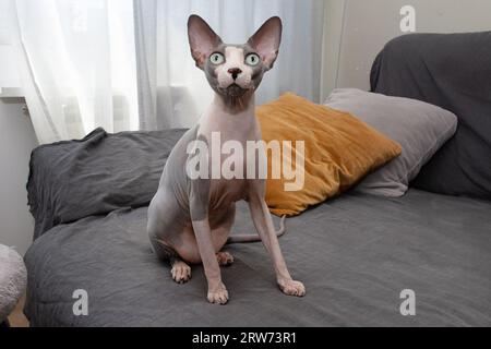 Porträt lustige haarlose sphynx Katze sitzt über einem Sofa Möbel. Inneneinrichtung Stockfoto