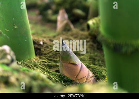 Bambussprossen, die aus der Erdung zwischen großen Bambusstielen hervorgehen Stockfoto