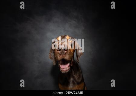 Porträt glücklicher lächelnder Dobermann Welpe Hund, der auf die Kamera schaut. Isoliert auf grauem dunklem Hintergrund Stockfoto