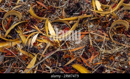 Herbstliche, bunte Laubblätter Stockfoto