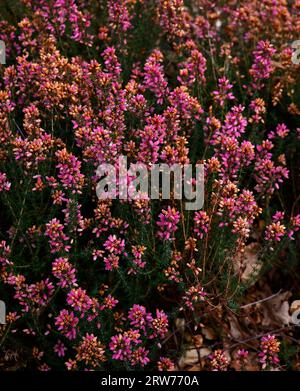 Nahaufnahme der rosafarbenen urnenförmigen Blüten des im Sommer blühenden, niedrig wachsenden Heidekrauts erica cinerea frances. Stockfoto