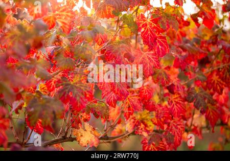 Im Herbst werden die Blätter der Rebe gelb und rot.im Herbst werden die Reben der Rebe rot.Selektiver Fokus Stockfoto