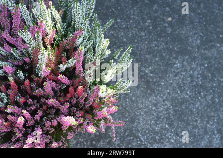 Calluna vulgaris oder Heather Blumen als Blumenrand auf Betonhintergrund mit Kopierraum, Draufsicht Stockfoto
