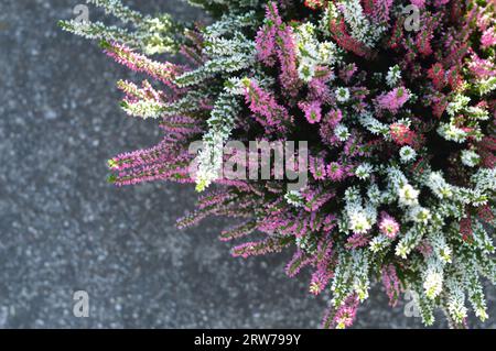 Heidekraut oder Calluna Blumen auf Betonhintergrund mit Kopierraum, Draufsicht Stockfoto