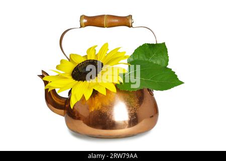 Sonnenblume in Kupfer-Vintage-Teekanne isoliert auf weißem Hintergrund. Festliche Herbstdekoration. Stockfoto