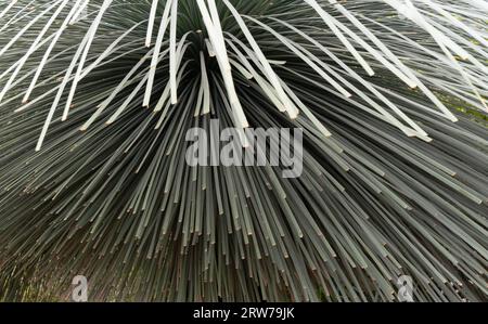 Nahaufnahme der Palmenwedel mit strahlenden, stacheligen Blättern, die natürliche geometrische Muster erzeugen Stockfoto