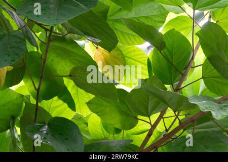 Üppiges grünes Laub mit flauschigem Sonnenlicht, das durch tropische Blätter filtert Stockfoto