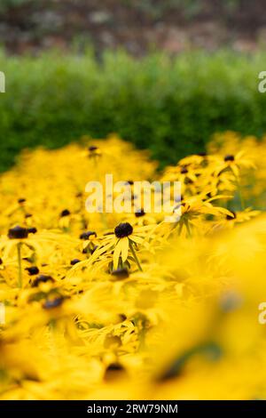 Hellgelbe Rudbeckia-Blüten in voller Blüte mit geringer Schärfentiefe Stockfoto