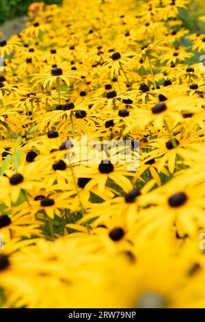 Leuchtend gelbe Rudbeckia-Blüten blühen in Massendisplays mit dunklen Zentren Stockfoto