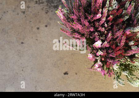 Calluna vulgaris oder Heidekrautblumen auf Betonhintergrund mit Kopierraum, Draufsicht Stockfoto