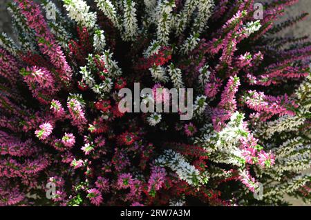 Calluna oder Heidekrautblumen Hintergrund, Draufsicht Stockfoto