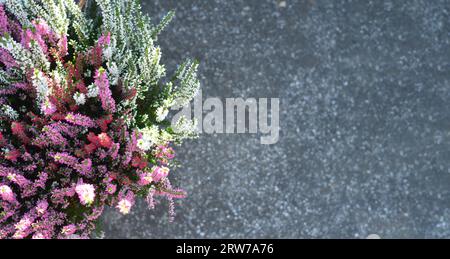 Calluna vulgaris oder Heidekrautblumen auf Betonhintergrund mit Kopierraum Stockfoto