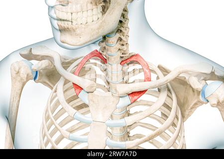 Erste Verstärkungsrippe in roter Farbe mit 3D-Darstellung des Körpers isoliert auf weiß mit Kopierraum. Menschliche Skelettanatomie, medizinisches Diagramm, Osteologie, Skel Stockfoto