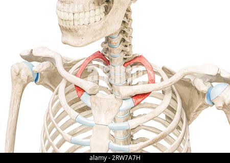 Erste Verstärkungsrippe in roter 3D-Rendering-Illustration isoliert auf weiß mit Kopierraum. Menschliche Skelettanatomie, medizinisches Diagramm, Osteologie, Skelettsystem Stockfoto