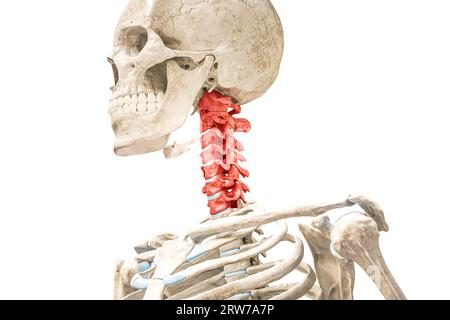 Halswirbel in roter 3D-Darstellung isoliert auf weiß. Menschliche Skelett- und Wirbelsäulenanatomie, medizinisches Diagramm, Osteologie, Skelettuntersuchung Stockfoto