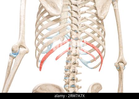 Bewegliche Rippen in roter 3D-Darstellung, Rückansicht isoliert auf weiß. Menschliche Skelettanatomie, medizinisches Diagramm, Osteologie, Skelettsystem Stockfoto