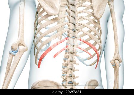 Bewegliche Rippen in roter Farbe, wobei die 3D-Darstellung des Körpers auf weiß isoliert ist. Menschliche Skelettanatomie, medizinisches Diagramm, Osteologie, Skelettsystem Stockfoto