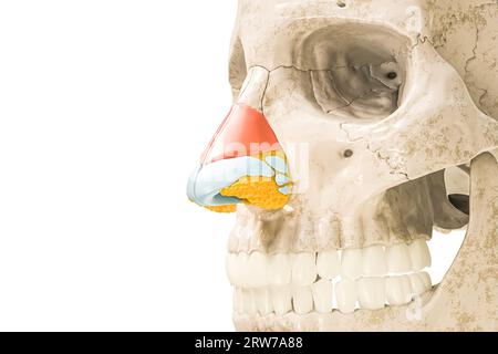 Lateraler Nasenknorpel in roter 3D-Darstellung isoliert auf weiß mit Kopierraum. Menschliche Skelett- und Nasenanatomie, medizinisches Diagramm Kontra Stockfoto