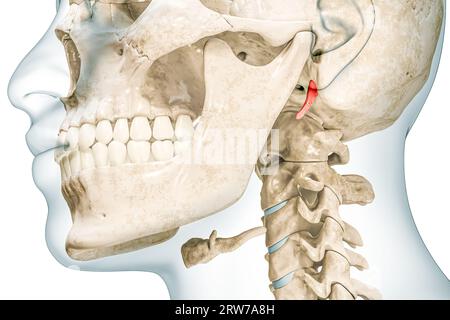 Temporaler Styloid-Prozess in roter Farbe mit 3D-Darstellung des Körpers isoliert auf weiß. Menschliche Skelett- und Schädelanatomie, medizinisches Diagramm, Osteol Stockfoto