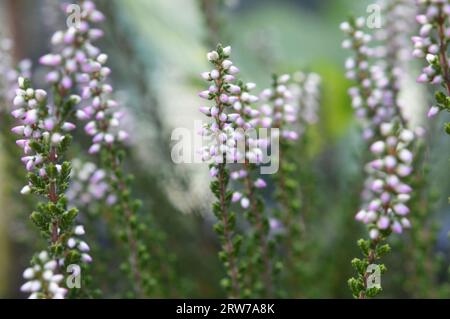 Calluna oder Heather Blumen Hintergrund Stockfoto