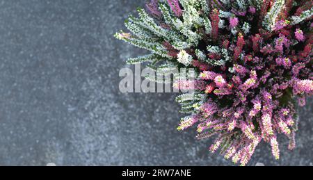 Calluna oder Heather Blumen auf Betonhintergrund mit Kopierraum Stockfoto
