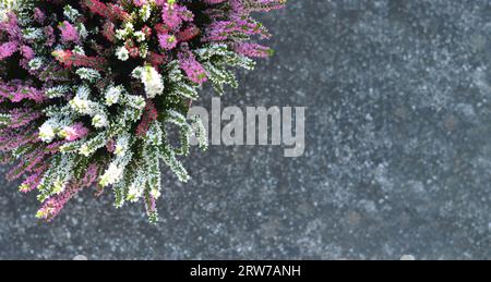 Calluna oder Heather Blumen auf Betonhintergrund mit Kopierraum Stockfoto