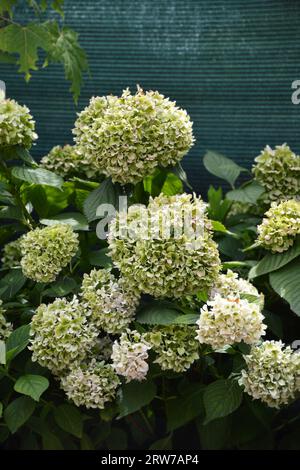 Grüne Hydrangea Blumen im Garten. Wechselnde Farben gereifter Hortensienblüten. Stockfoto