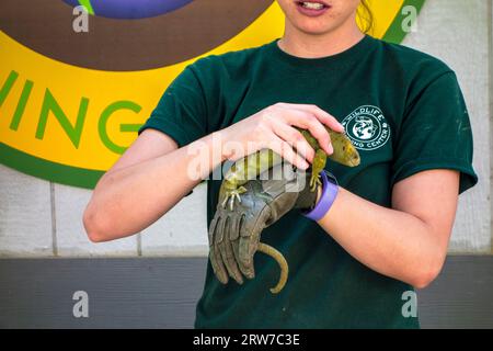 Keeper zeigt einen Solomon Islands Skink oder Affenschwanz Skink, Corucia zebrata, im Wildlife Learning Center, Sylmar, Kalifornien, USA Stockfoto