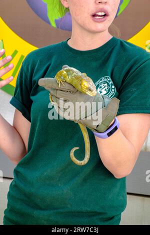 Keeper zeigt einen Solomon Islands Skink oder Affenschwanz Skink, Corucia zebrata, im Wildlife Learning Center, Sylmar, Kalifornien, USA Stockfoto