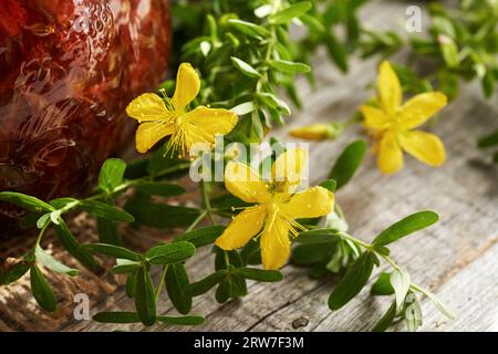 Zubereitung von Kräuteröl aus St. Johanniskraut im Glas - Nahaufnahme frischer Blumen Stockfoto