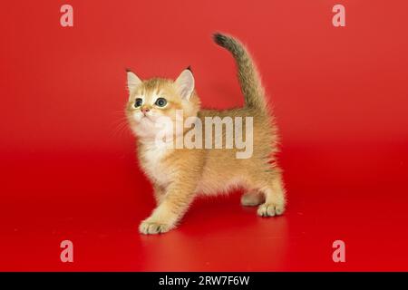 Kleines schottisches Kätzchen mit goldener Farbe auf hellem rotem Hintergrund. Stockfoto