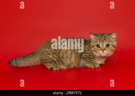 Kleines gestreiftes schottisches Kätzchen steht seitlich auf hellem rotem Hintergrund. Stockfoto