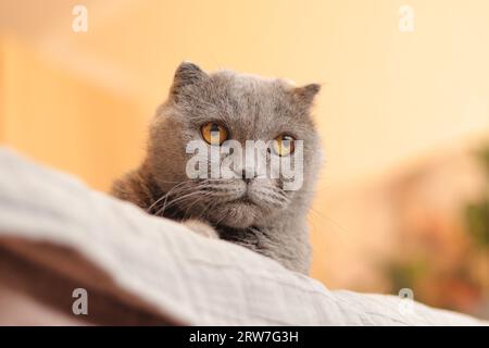 Britische Zuchtkatze. Graue Katze, Nahaufnahme. Das Haustier schaut vom Bett herunter. Hauskatze schaut aus dem Rand des Sofas Stockfoto