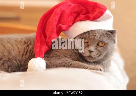 Nahaufnahme des Gesichts einer britischen Katze. Die Katze beobachtet etwas. Graue reinrassige Katze in einem Weihnachtsmannhut. Haustier. Neujahr Stockfoto