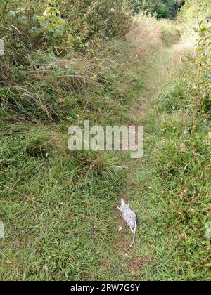 Tote Ratte, die auf einem Landweg aufbläht. Natürliche Nahaufnahme intimer Tiere in der Landschaftsstudie Stockfoto