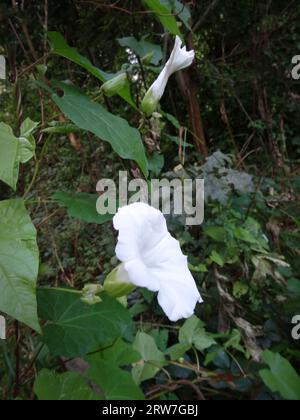 Natürliches Nahaufnahme blühendes Pflanzenporträt des schönen und problematischen Bindweeds Calystegia Sepium, der auf unbebauten Böden wächst Stockfoto